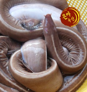 꼼장어 1kg(국내산)