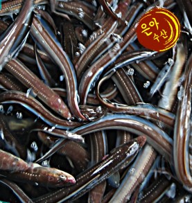 통발바다장어 통영장어(중)1kg (대)1kg100%자연산 양념구이