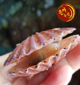 계절상품 홍가리비1kg(20~25미내외)