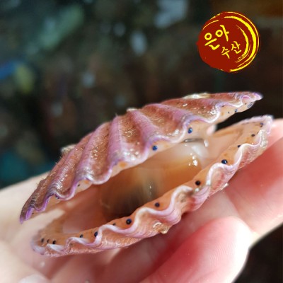 계절상품 홍가리비1kg(20~25미내외)